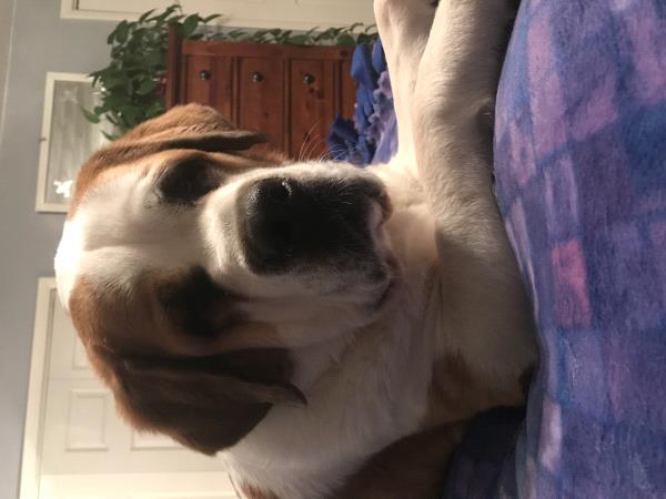 /Images/uploads/Humane Society of Lackawanna County/LoveYourPet/entries/9655thumb.jpg